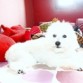 Estoy buscando una caniche para tener hijos muy guapa y cariñosa